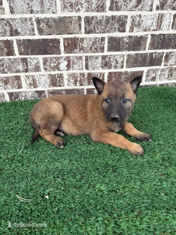 Eva – Belgian Malinois puppy for sale in Muscle Shoals, AL