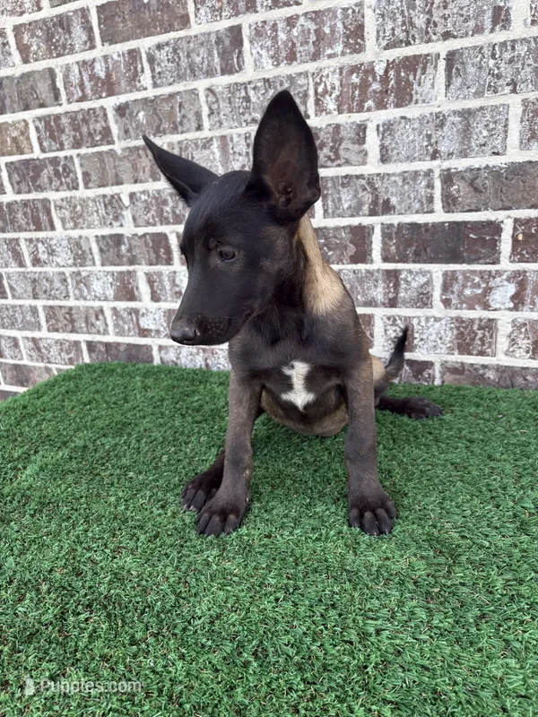 Spice  – Belgian Malinois puppy for sale in Muscle Shoals, AL
