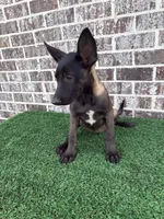 Spice , a female Belgian Malinois for sale in Muscle Shoals, AL – 1 of 3