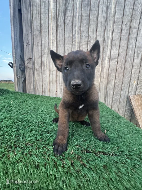 Candy  – Belgian Malinois puppy for sale in Muscle Shoals, AL