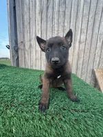 Candy , a female Belgian Malinois for sale in Muscle Shoals, AL – 1 of 1
