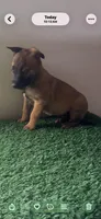 Jane, a female Belgian Malinois for sale in Muscle Shoals, AL – 1 of 1