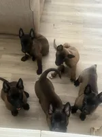 Belgian Malinois , a male Belgian Malinois for sale in Cleburne, TX – 3 of 4