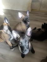 Belgian Malinois , a male Belgian Malinois for sale in Cleburne, TX – 4 of 4