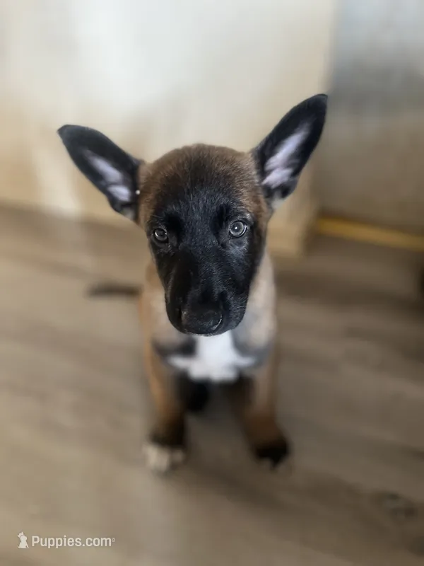 Belgian Malinois  – Belgian Malinois puppy for sale in Cleburne, TX