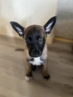 Belgian Malinois , a male Belgian Malinois for sale in Cleburne, TX – 1 of 4