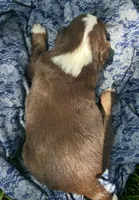 Nutmeg, a male Australian Shepherd and Collie for sale in Charlestown, IN – 3 of 3