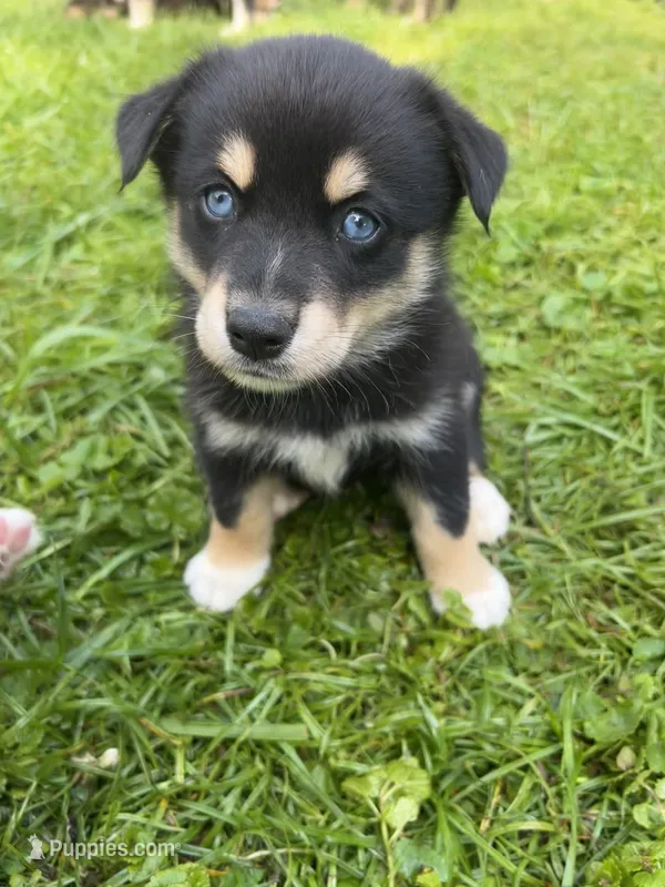 Chocolate – Australian Shepherd, Siberian Husky puppy for sale in Charlestown, IN