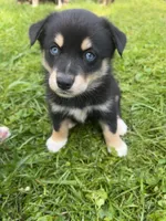 Chocolate, a female Australian Shepherd and Siberian Husky for sale in Charlestown, IN – 1 of 5