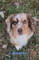 Chocolate, a female Australian Shepherd and Siberian Husky for sale in Charlestown, IN – 5 of 5