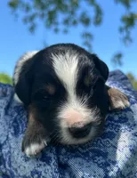 Sage, a male Australian Shepherd and Collie for sale in Charlestown, IN – 2 of 3
