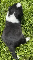 Oreo, a male Australian Shepherd and Siberian Husky for sale in Charlestown, IN – 3 of 5