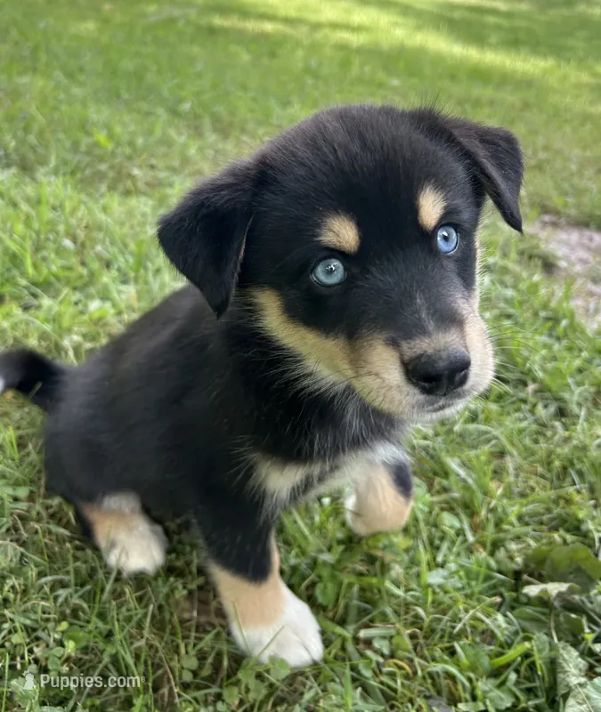 Chocolate – Australian Shepherd, Siberian Husky puppy for sale in Charlestown, IN