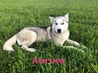 Resee’s, a male Australian Shepherd and Siberian Husky for sale in Charlestown, IN – 4 of 5