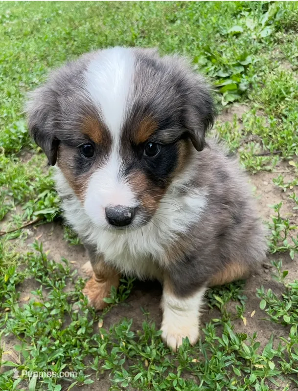Pepper – Australian Shepherd, Collie puppy for sale in Charlestown, IN