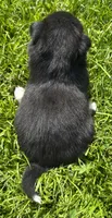 Chocolate, a female Australian Shepherd and Siberian Husky for sale in Charlestown, IN – 3 of 5