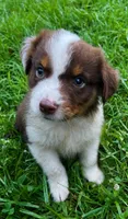 Cinnamon, a male Australian Shepherd and Collie for sale in Charlestown, IN – 1 of 3