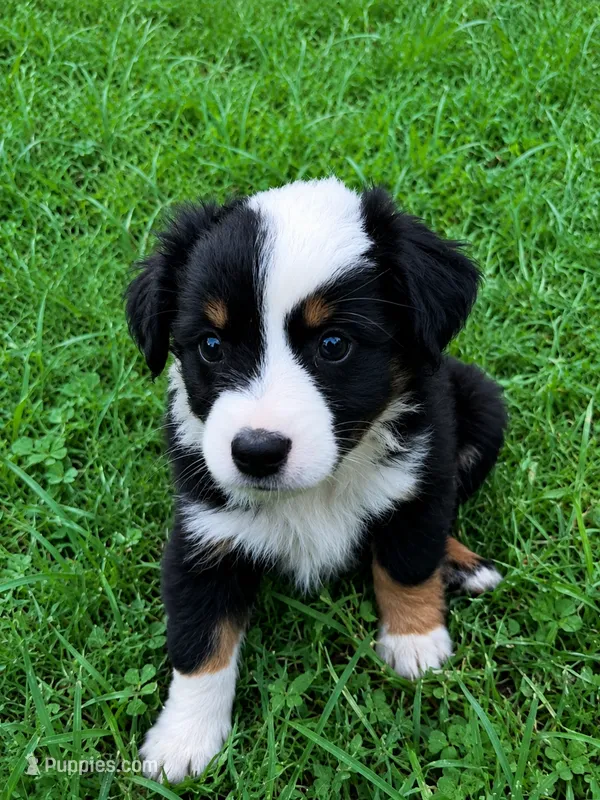 Rosemary  – Australian Shepherd, Collie puppy for sale in Charlestown, IN