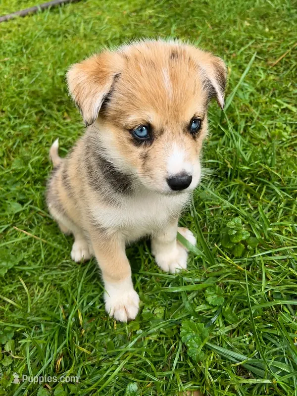 Vanilla – Australian Shepherd, Siberian Husky puppy for sale in Charlestown, IN