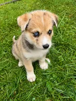 Vanilla, a female Australian Shepherd and Siberian Husky for sale in Charlestown, IN – 1 of 5