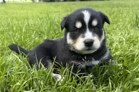 Snickers, a male Australian Shepherd and Siberian Husky for sale in Charlestown, IN – 2 of 5
