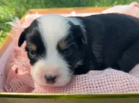Rosemary , a female Australian Shepherd and Collie for sale in Charlestown, IN – 2 of 3