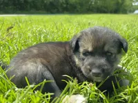 Resee’s, a male Australian Shepherd and Siberian Husky for sale in Charlestown, IN – 2 of 5