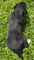 Brownie, a female Australian Shepherd and Siberian Husky for sale in Charlestown, IN – 3 of 5