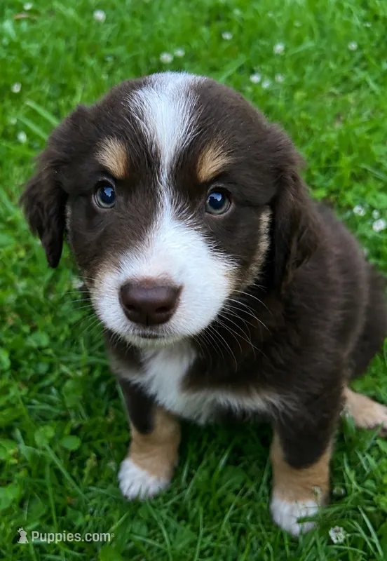 Nutmeg – Australian Shepherd, Collie puppy for sale in Charlestown, IN