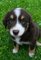 Nutmeg, a male Australian Shepherd and Collie for sale in Charlestown, IN – 1 of 3