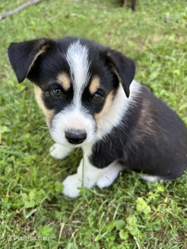 Oreo – Australian Shepherd, Siberian Husky puppy for sale in Charlestown, IN