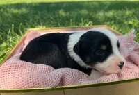 Rosemary , a female Australian Shepherd and Collie for sale in Charlestown, IN – 3 of 3