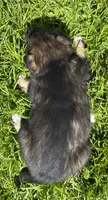 Resee’s, a male Australian Shepherd and Siberian Husky for sale in Charlestown, IN – 3 of 5