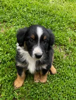 Sage, a male Australian Shepherd and Collie for sale in Charlestown, IN – 1 of 3