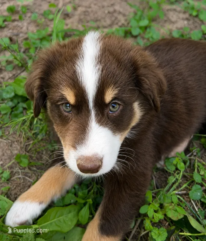 Nutmeg – Australian Shepherd, Collie puppy for sale in Charlestown, IN