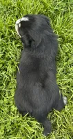 Snickers, a male Australian Shepherd and Siberian Husky for sale in Charlestown, IN – 3 of 5
