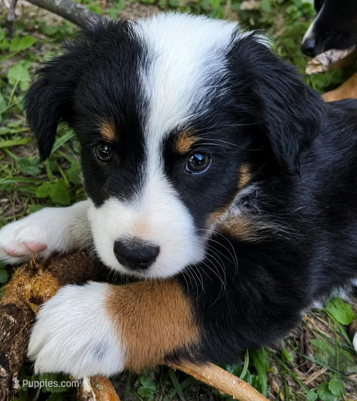Rosemary  – Australian Shepherd, Collie puppy for sale in Charlestown, IN