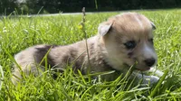 Vanilla, a female Australian Shepherd and Siberian Husky for sale in Charlestown, IN – 2 of 5
