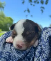 Cinnamon, a male Australian Shepherd and Collie for sale in Charlestown, IN – 2 of 3