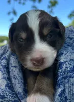 Nutmeg, a male Australian Shepherd and Collie for sale in Charlestown, IN – 2 of 3