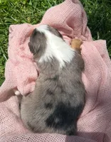 Pepper, a female Australian Shepherd and Collie for sale in Charlestown, IN – 3 of 3