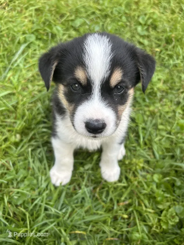 Oreo – Australian Shepherd, Siberian Husky puppy for sale in Charlestown, IN