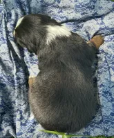 Sage, a male Australian Shepherd and Collie for sale in Charlestown, IN – 3 of 3