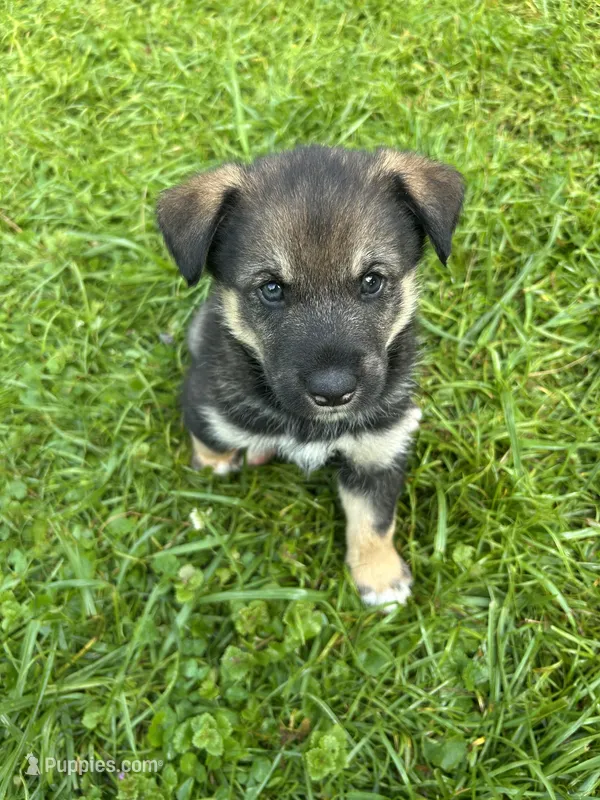 Resee’s – Australian Shepherd, Siberian Husky puppy for sale in Charlestown, IN
