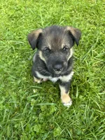 Resee’s, a male Australian Shepherd and Siberian Husky for sale in Charlestown, IN – 1 of 5