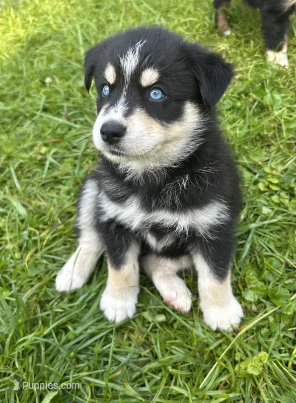 Snickers – Australian Shepherd, Siberian Husky puppy for sale in Charlestown, IN