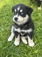 Snickers, a male Australian Shepherd and Siberian Husky for sale in Charlestown, IN – 1 of 5