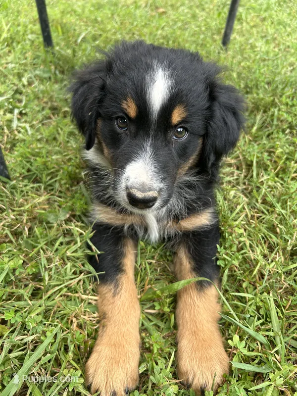 Sage – Australian Shepherd, Collie puppy for sale in Charlestown, IN