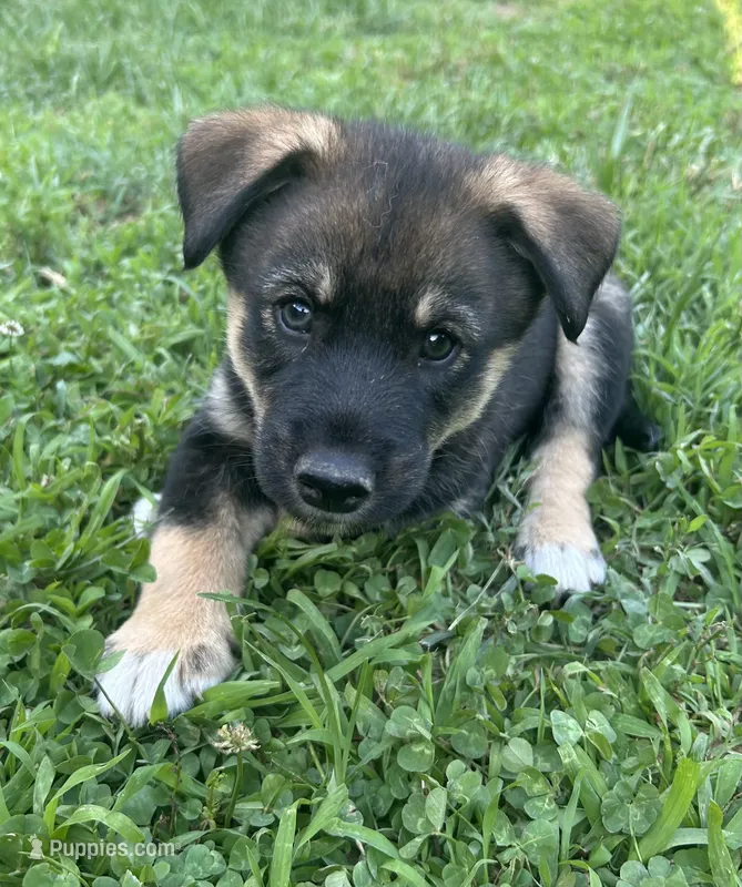 Reese’s, a male Australian Shepherd and Siberian Husky for sale in Charlestown, IN – 1 of 6