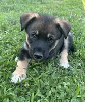 Reese’s, a male Australian Shepherd and Siberian Husky for sale in Charlestown, IN – 1 of 6